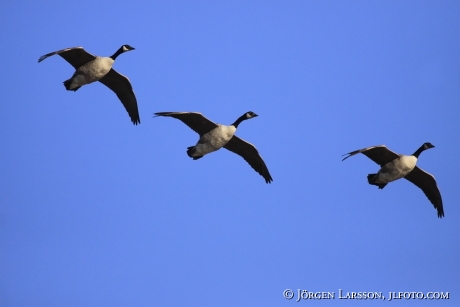 Kanadagäss Branta canadensis