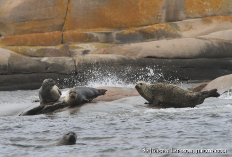 Common seal Phoca vitulina