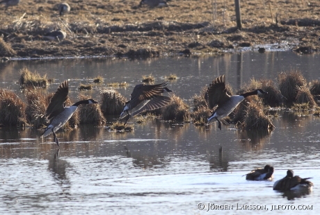 Kanadagäss Branta canadensis