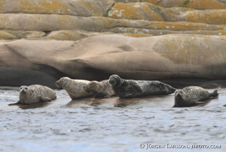 Common seal Phoca vitulina