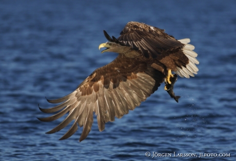 Havsörn med byte Haliaeetus albicilla