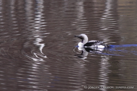 Storlom Gavia arctica