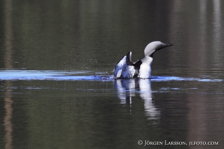 Storlom Gavia arctica