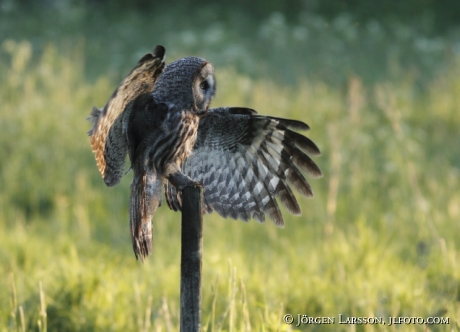 Lappuggla Strix nebulosa Sverige