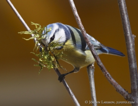 Blåmes Cyanistes caeruleus bygger bo