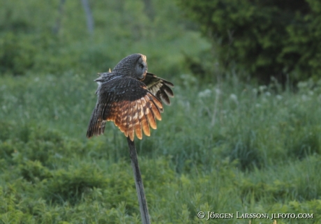 Lappuggla  Strix nebulosa Sverige