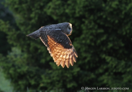 Lappuggla  Strix nebulosa Sverige