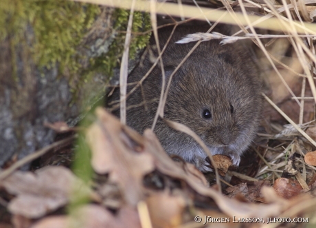 Sork Arvicolinae