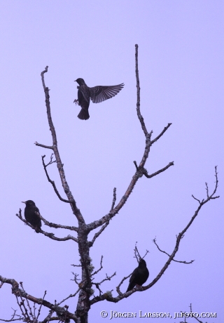 Starar Sturnus vulgaris