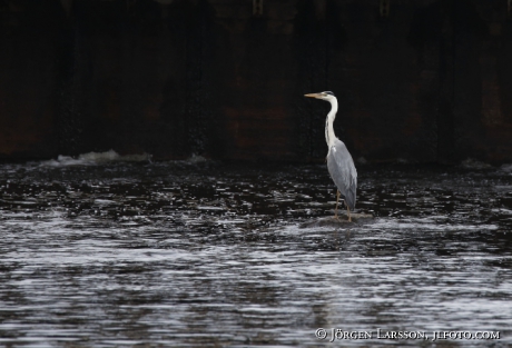 Häger Ardea cinarea