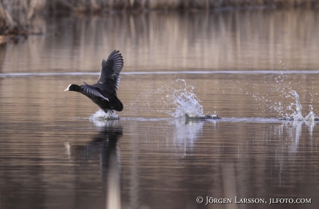 Sothöna Fulica atra 