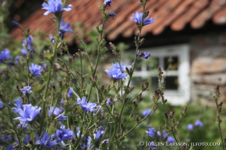 Cikoria Cichorium intybus Öland