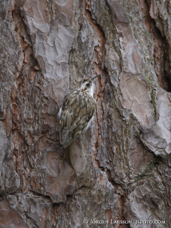 Trädkrypare Certhia familiaris 