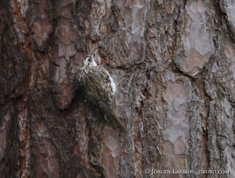 Trädkrypare Certhia familiaris 