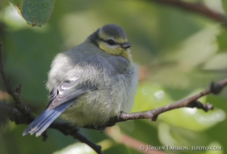 Blåmes Parus caeruleus unge