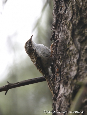 Trädkrypare Certhia familiaris 