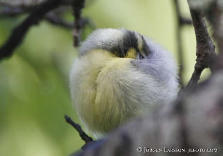 Blåmes Parus caeruleus unge