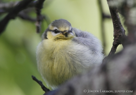 Blåmes Parus caeruleus unge