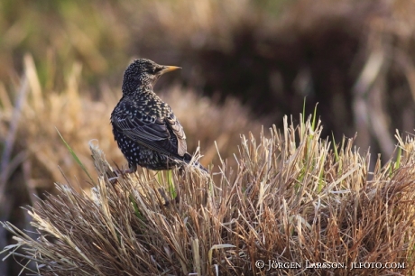 Stare Sturnus vulgaris Sverige