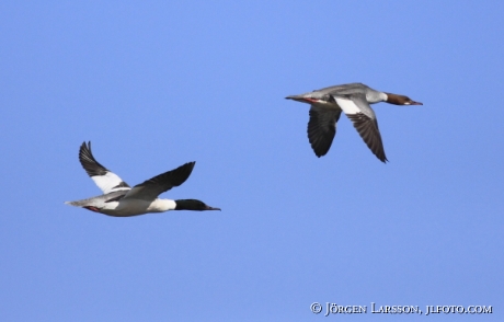 Storskrake  Mergus merganser