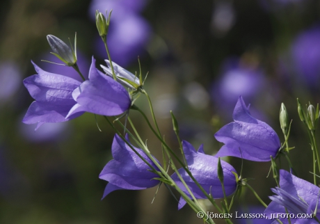 Bluebell, Campanula rotunifolia