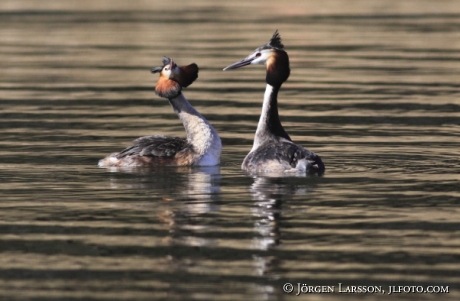 Skäggdoping Podiceps cristatus