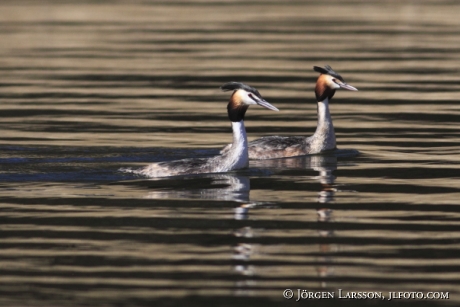 Skäggdoping Podiceps cristatus