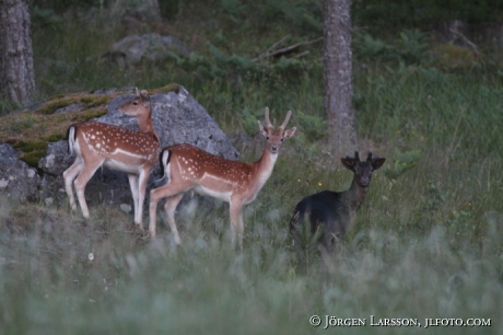 Dovhjort Dama dama Södermanland Sweden