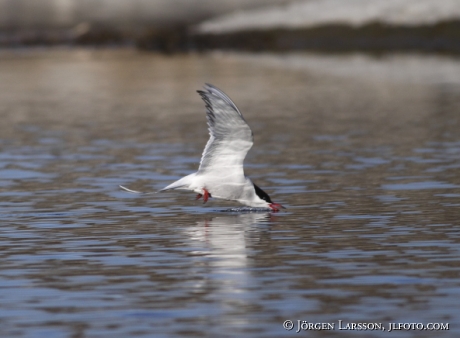 Fisktärna Sterna hirundo Småland 