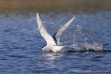 Fisktärna Sterna hirundo