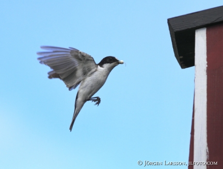 Svartvit flugsnappare Ficedula hypoleuca