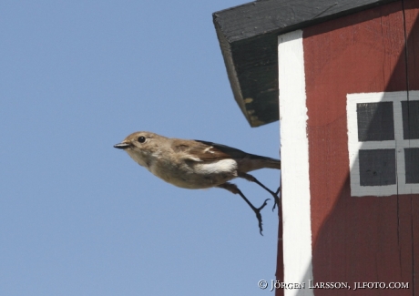 Svartvit flugsnappare Ficedula hypoleuca