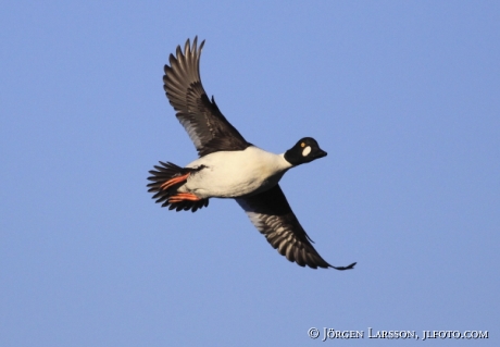 Knipa Bucephala clangula