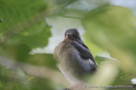 Bofink Fringilla coelebs unge nyutflugen 