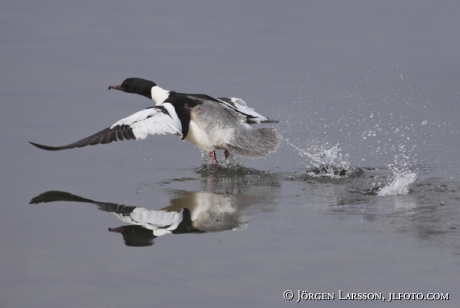 Storskarv Phalacrocorax carbo