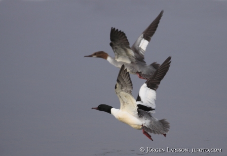 Storskrake  Mergus merganser Tjusts skärgård