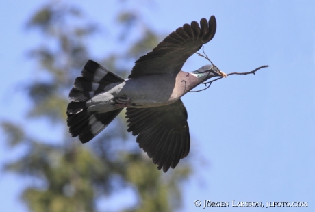 Skogsduva Columba oenas