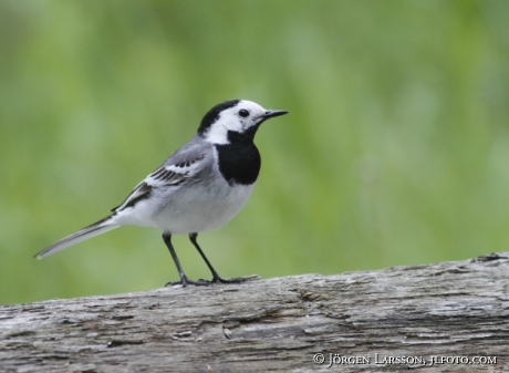 Sädesärla  Motacilla alba