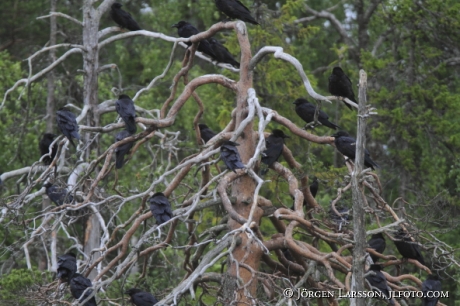 Korpar Corvus corax  i tall  Kuhmo Finland