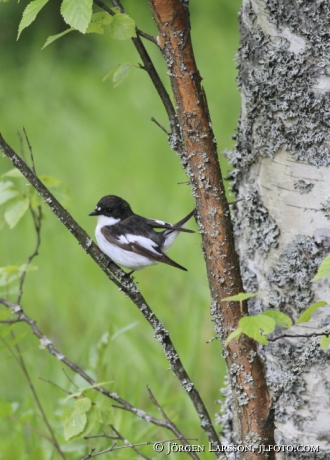 Svartvit flugsnappare