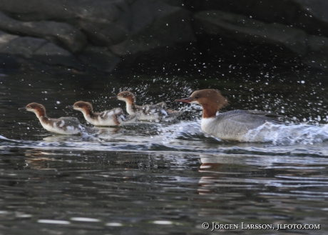 Goosander