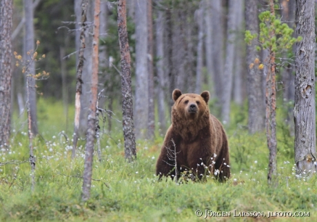 Brunbjörn (Ursus arctos)  Kuhmo Finland