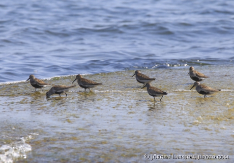 Kärrsnäppor Calidris alpina