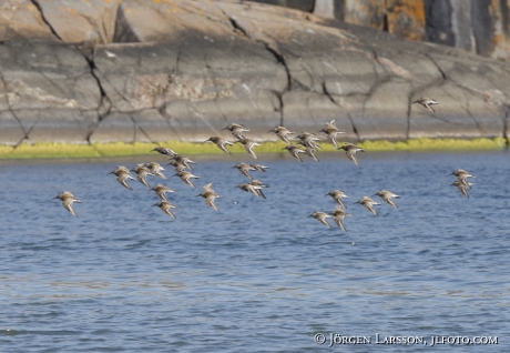 Kärrsnäppor Calidris alpina