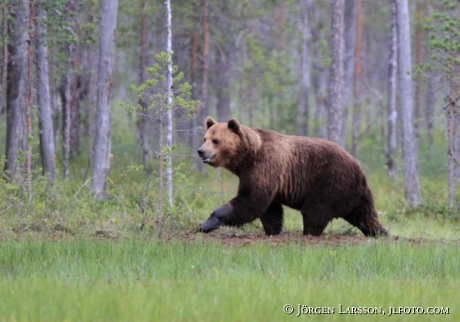 Brunbjörn (Ursus arctos)  Kuhmo Finland