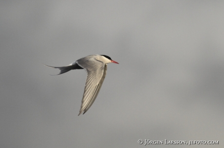 Fisktärna Sterna hirundo Småland 