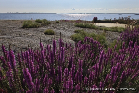 Purple loosestrife Smaland Sweden