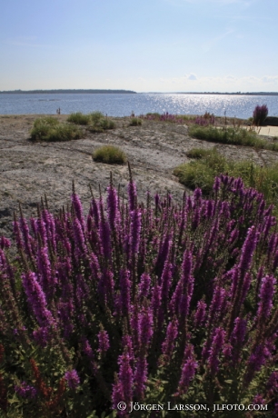 Purple loosestrife Smaland Sweden