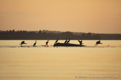 Storskarv Phalacrocorax carbo Misterhults skg