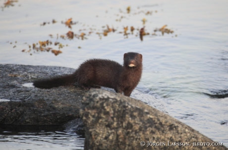 Mink Tjusts skärgård